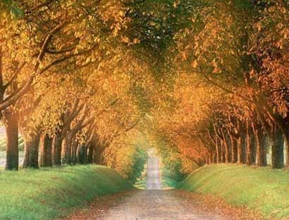 属狗最好的出生日和时间，属狗的人出生年月日时间命运