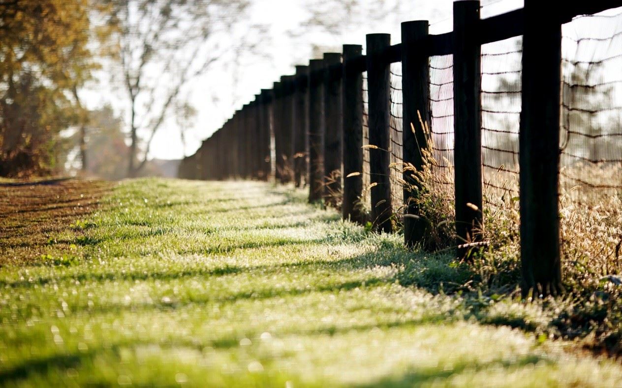 属狗的女人花心吗？花心指数颇高？