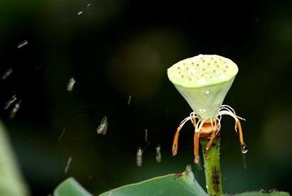 双鱼男在微信上表白 双鱼男在微信上表白怎么办