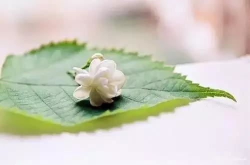 点击阅读【属羊都有哪些禁忌的事情 属羊有什么忌讳】 属羊都有哪些禁忌的事情 属羊有什么忌讳