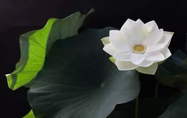 点击阅读【滴天髓八字算命口诀 滴天髓和穷通宝鉴哪个准】 滴天髓八字算命口诀 滴天髓和穷通宝鉴哪个准