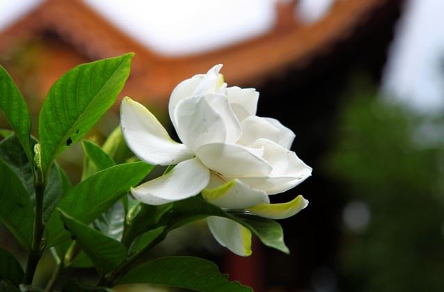 程诺名字的由来和含义