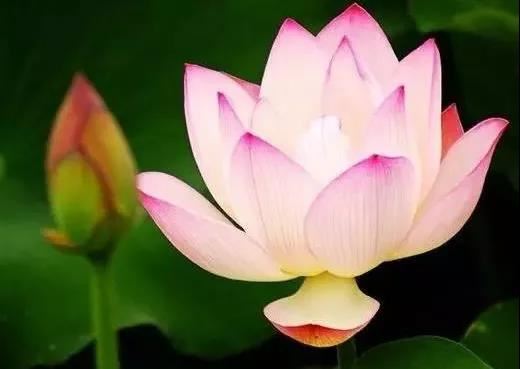 色迷心窍指的是什么生肖？色迷心窍最佳解什么生肖？