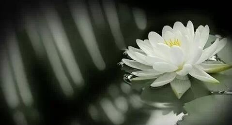 点击阅读【八字算命婚姻事业财富怎么算好的呢】 八字算命婚姻事业财富怎么算好的呢