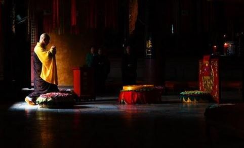 给鸽子取什么名字比较好呢