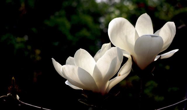 童子命的特殊气质 童子命有什么要注意的吗