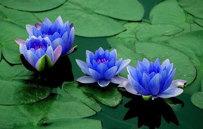 童女转世身上的印记，跟身份有关，不同的人情况也会不同