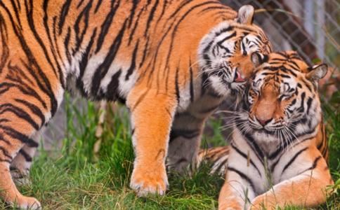 汉服的种类及介绍有哪些？