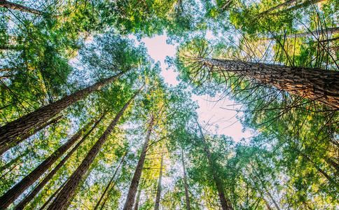 夜里听到狗叫千万不要开门？