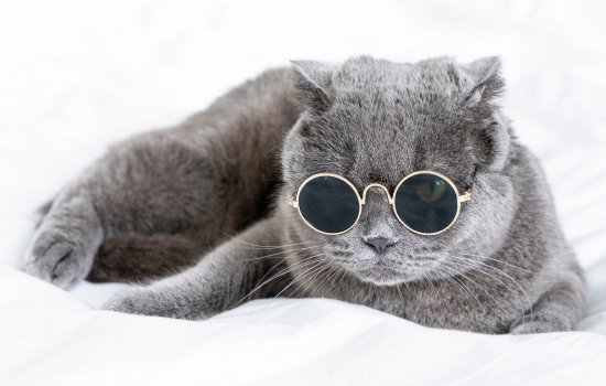 点击阅读【英短猫能吃老鼠吗 英短会吃老鼠吗】 英短猫能吃老鼠吗 英短会吃老鼠吗