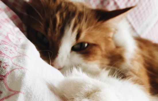 点击阅读【幼猫能吃冻干吗 三个月的幼猫可以吃冻干吗 3个月的猫能吃冻干吗】 幼猫能吃冻干吗 三个月的幼猫可以吃冻干吗 3个月的猫能吃冻干吗