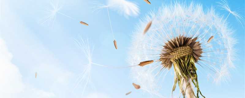 哪种植物被称为黄花地丁婆婆丁 黄花地丁是什么植物