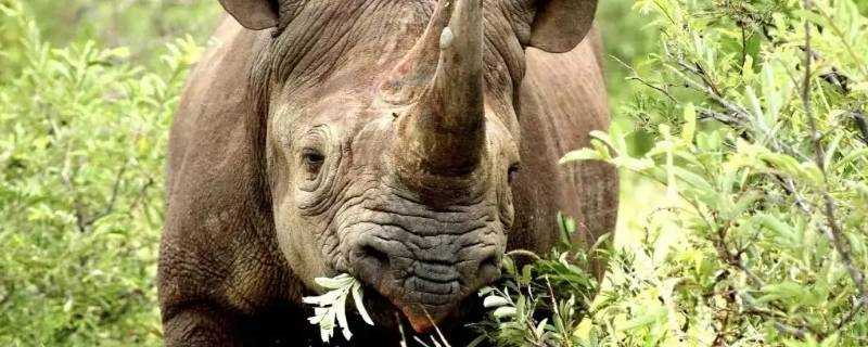点击阅读【犀牛吃什么食物】 犀牛吃什么食物
