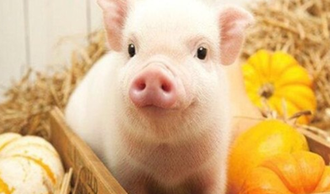 点击阅读【83属猪女40岁大劫 属猪女大劫化解方法】 83属猪女40岁大劫 属猪女大劫化解方法