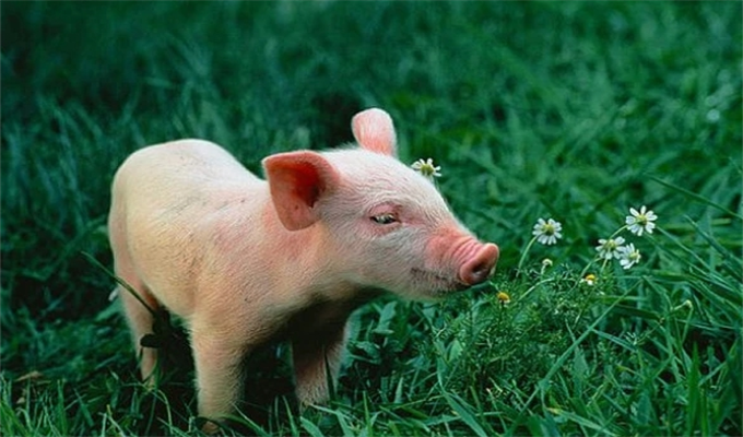 点击阅读【83属猪女后半生靠谁 83年属猪女后半生命运好吗】 83属猪女后半生靠谁 83年属猪女后半生命运好吗