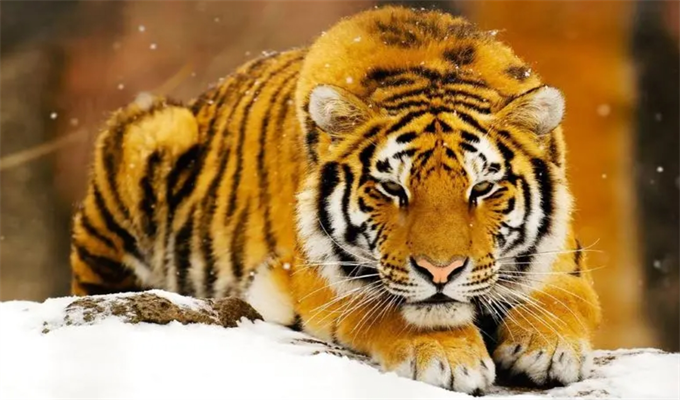 86年属虎人三大坎是什么 1986年属虎人一生运势及运程