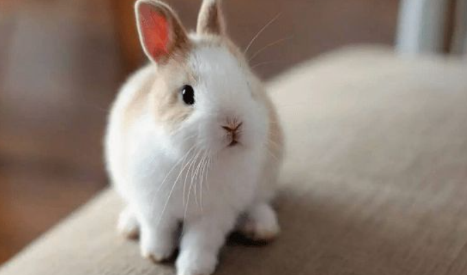 点击阅读【87年属兔人最难熬的一年 87年属兔一生转折点有哪些】 87年属兔人最难熬的一年 87年属兔一生转折点有哪些