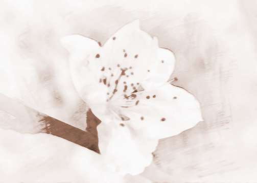 怎么看谁人鸡年桃花运最旺