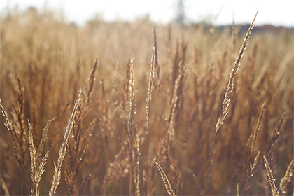 阳姓氏在百家姓中排第几名？得姓始祖是谁？