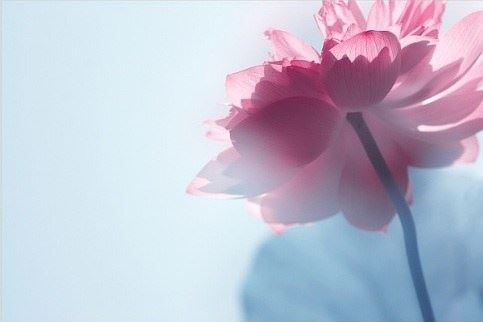 女人梦见大鱼是什么征兆