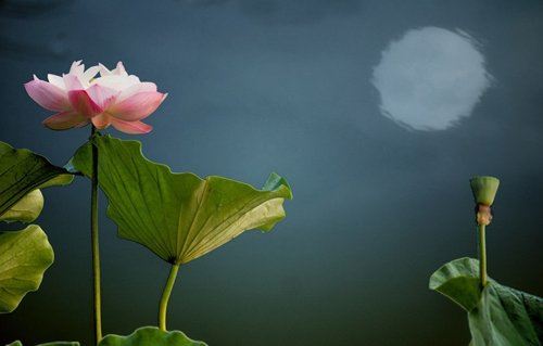 种生基对后代不好，此说法并不正确，需结合实际情况来看