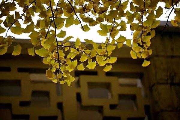 点击阅读【做和合术后有什么坏结果?我的经历告诉你】 做和合术后有什么坏结果?我的经历告诉你