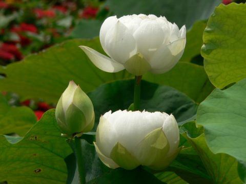 如果你死活挽回不了前男友  有可能是这些原因