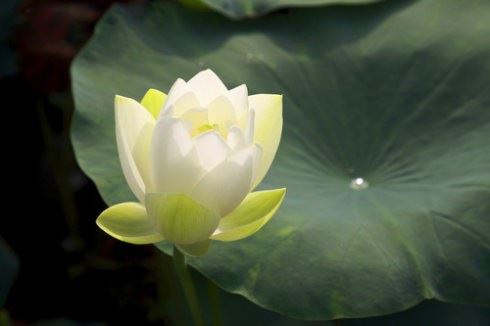 给去世的人渡亡是什么意思,渡亡的意义