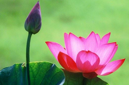 点击阅读【参加超度法会对自己好不好】 参加超度法会对自己好不好